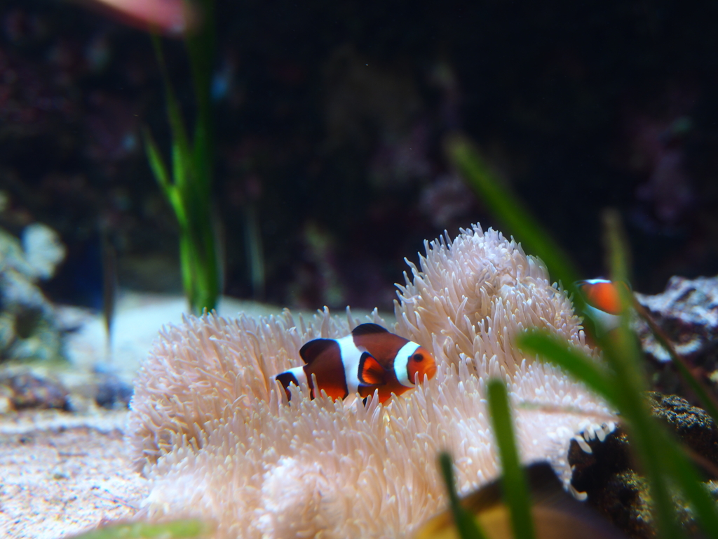 沖縄美ら海水族館にて