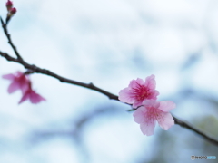 春の訪れ桜が咲き始めました２