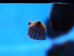 沖縄美ら海水族館にて