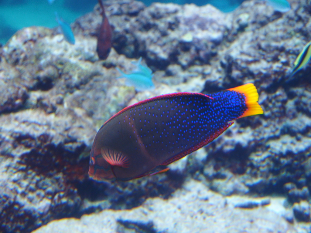 沖縄美ら海水族館にて