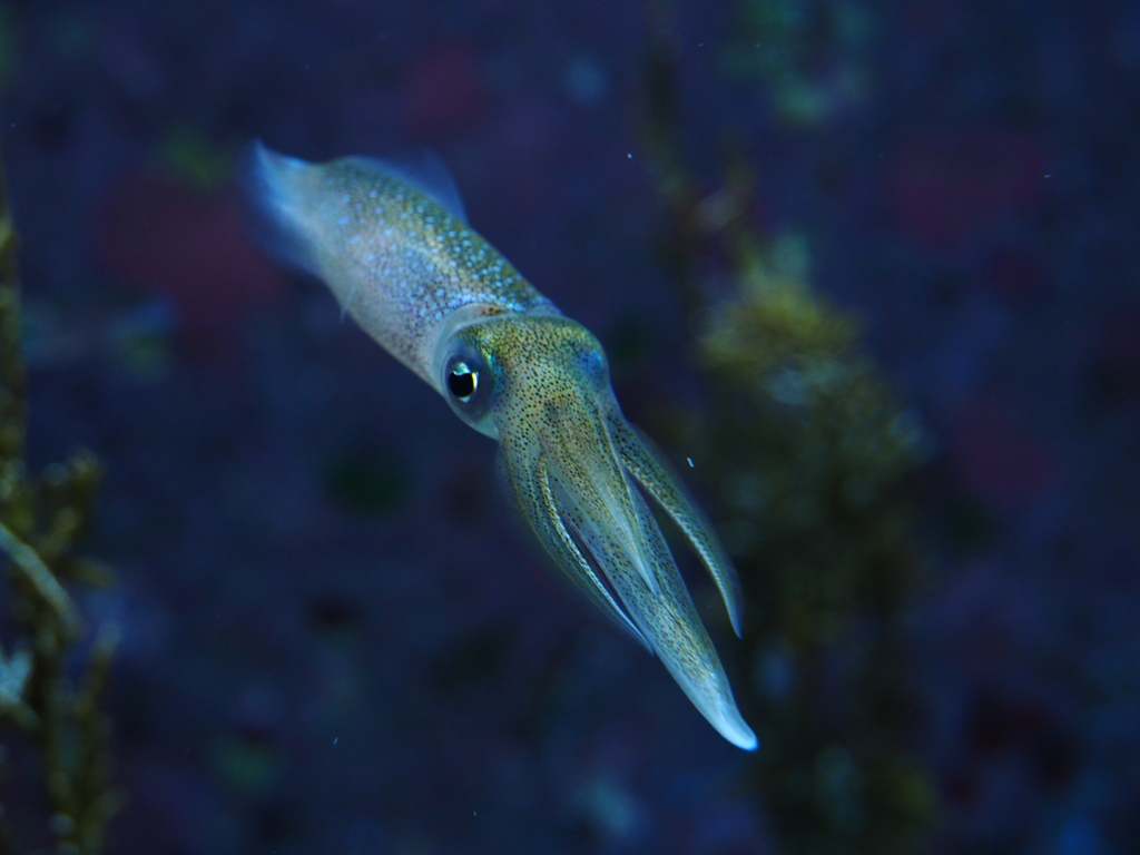 沖縄美ら海水族館にて