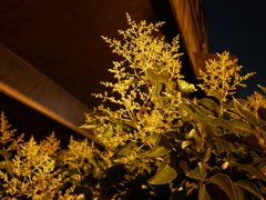 立体的な花ってどう撮ればいいの？