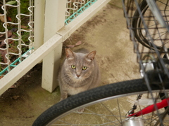 たまたま昼に見かけたので撮影(猫)