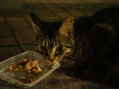 私「目線くださ～い」猫「ん？」