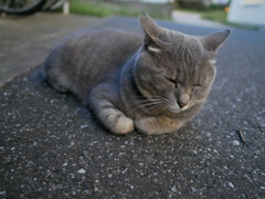 眠そうな猫を撮影