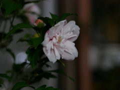 F1.7でもそれなりにボケますね……