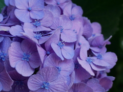今の時期だと紫陽花が綺麗ですね