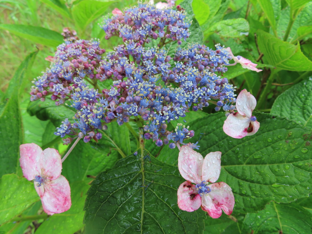雨に濡れる紫陽花
