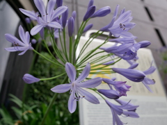 14mm(換算28mm)で花の撮影