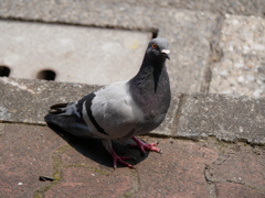 鳩が近くにいたので撮影