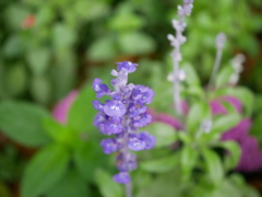 花粉まで精緻に写った写真を見るとゾクゾクする件