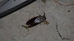 【虫注意】コンクリや　蝉どもが　夢の跡