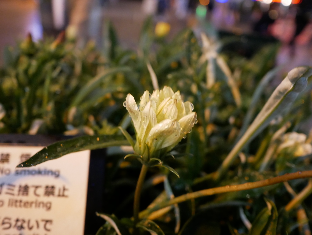 ISO3200でも割と見れた絵になった例(花)