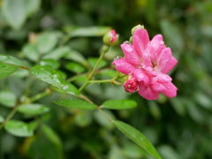 雨に濡れた花