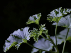 夜の家庭菜園