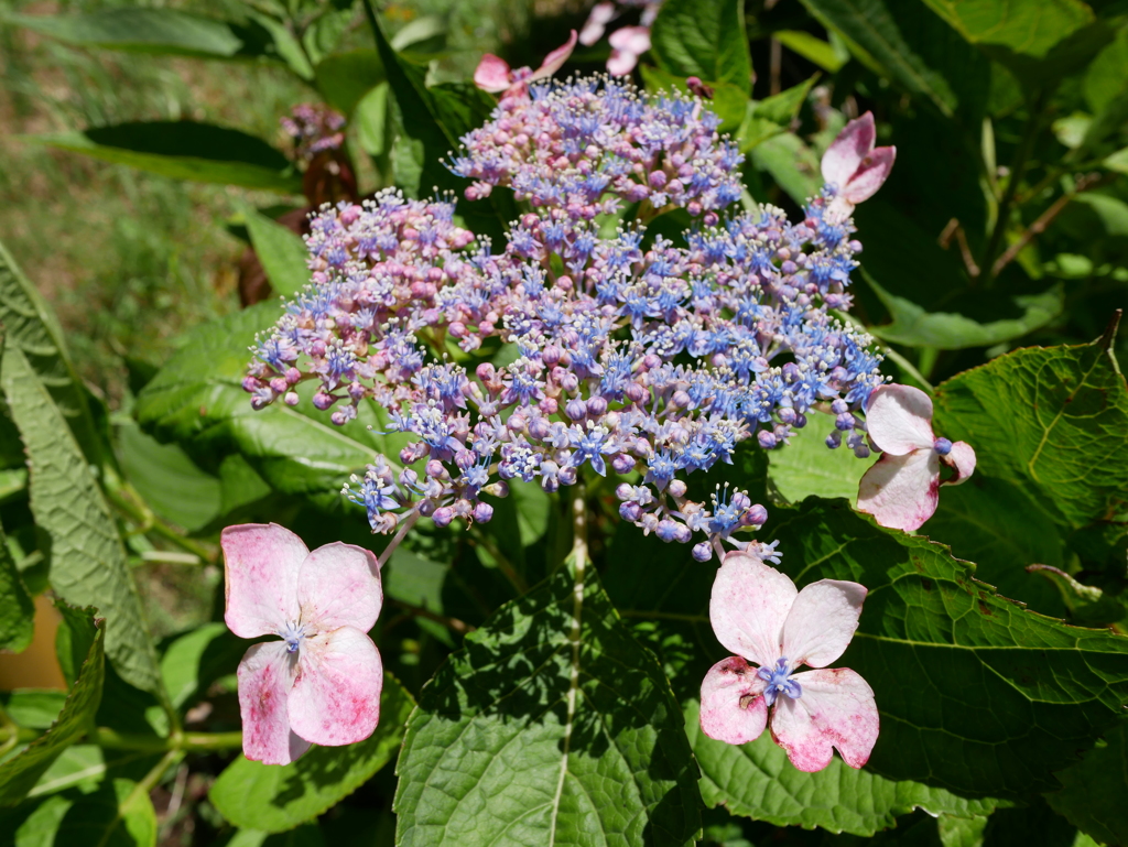 紫陽花を撮影
