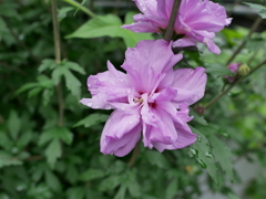 雨に濡れた花その2