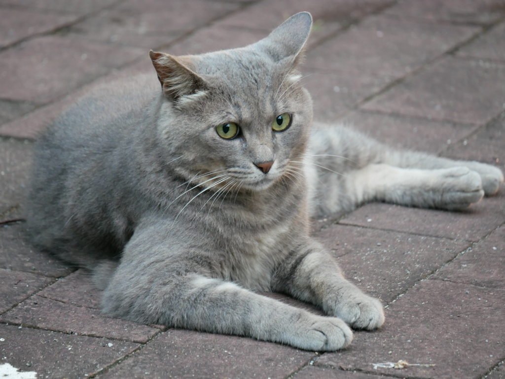 道端で猫を見かけるとつい撮ってしまいます