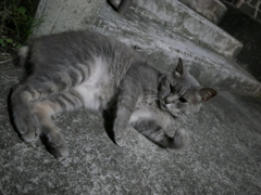 ねころがるねこ