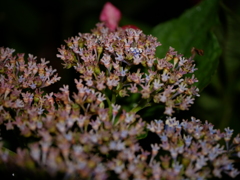 Q. これは何ですか？ A. 紫陽花です