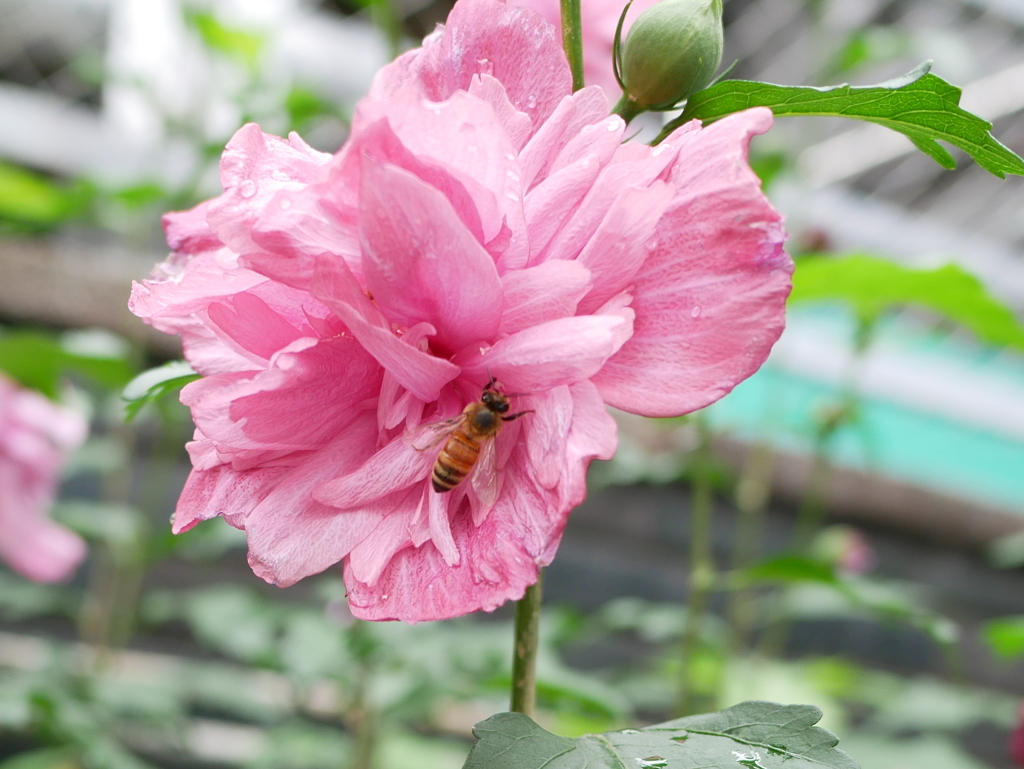 花に蜂が停まっていたので撮影