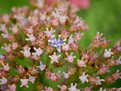 【紫陽花】「生えかけ」にワクワクする性癖の人って結構いる気がするんですよ