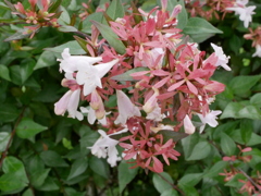 花、およびその背景について
