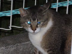 やはり手持ちで夜間は厳しい