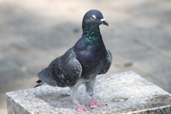 2019年9月14~15日_佐世保鎮守府開庁130周年イベント