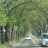 海軍道路 夏