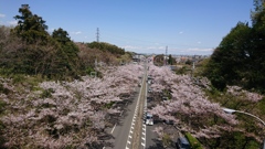 上から見る桜