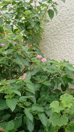 一つの花