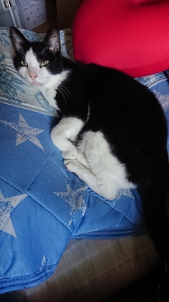 うちのねこ