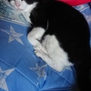 うちのねこ