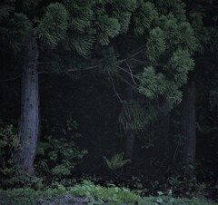 森の入り口