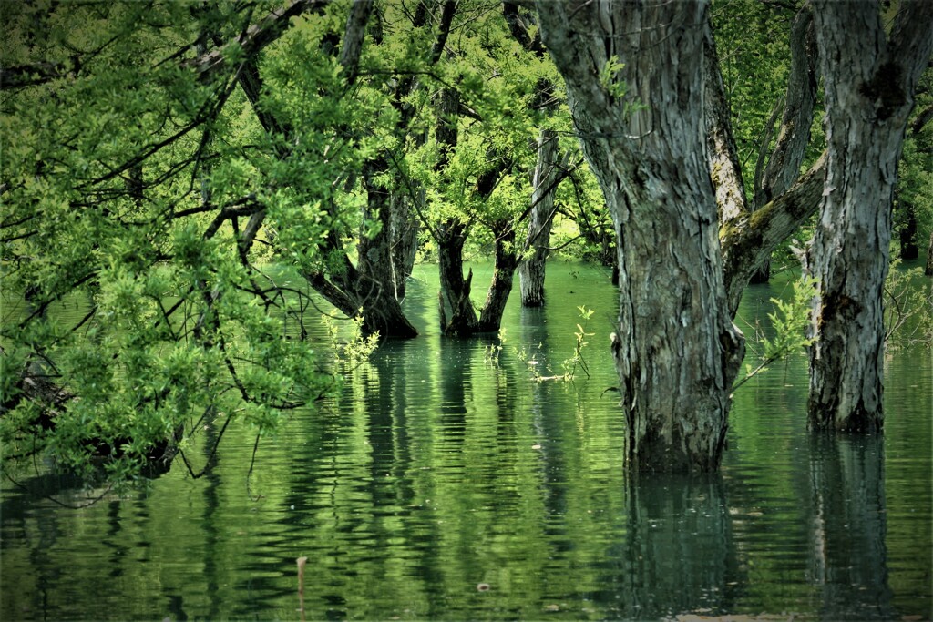 白川ダム湖水没林