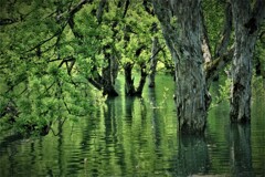 白川ダム湖水没林