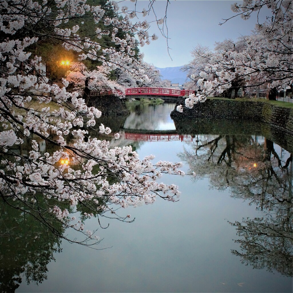 お堀の桜