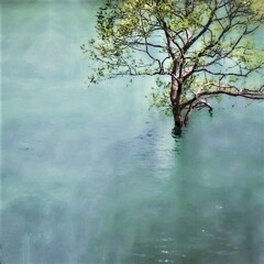 今日の白川湖