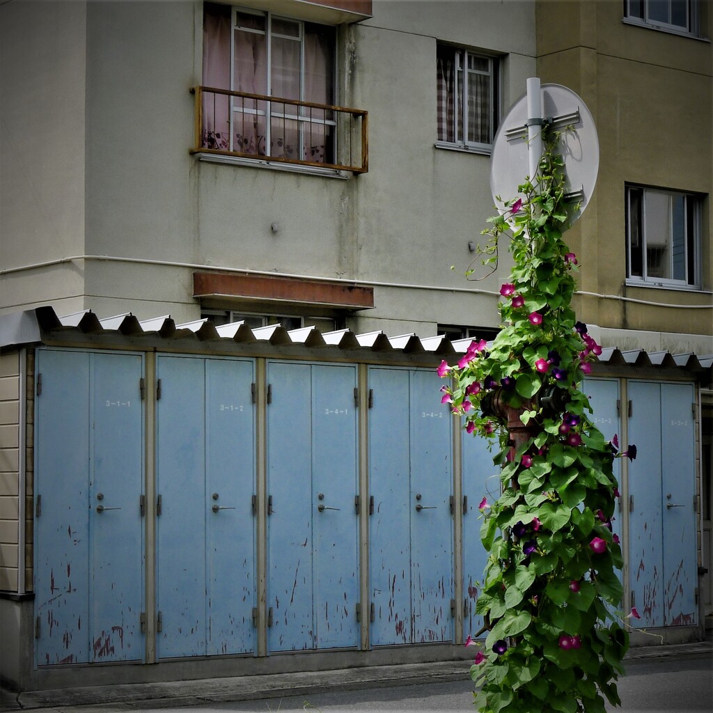 集合住宅