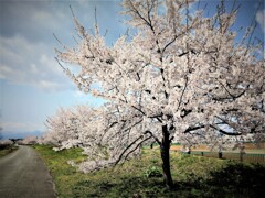 松川べりの遊歩道　ゴミ拾いの途中で