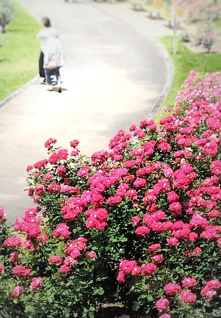 東沢バラ園