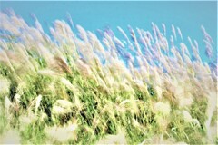風が吹いて⑤