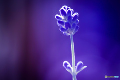 紫蕾