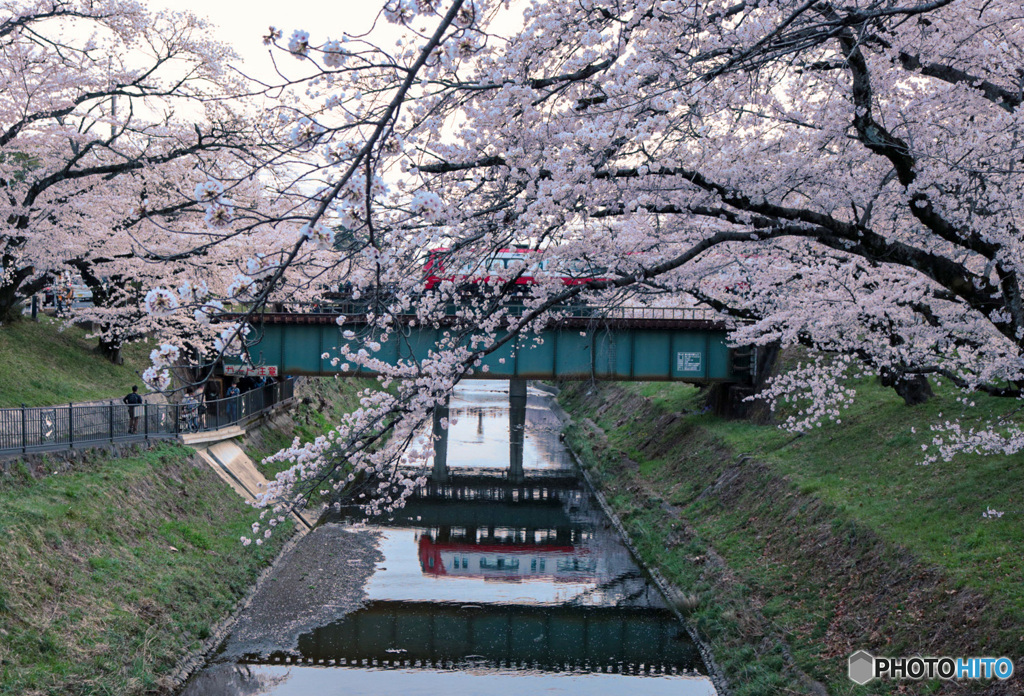 桜　リフレクション