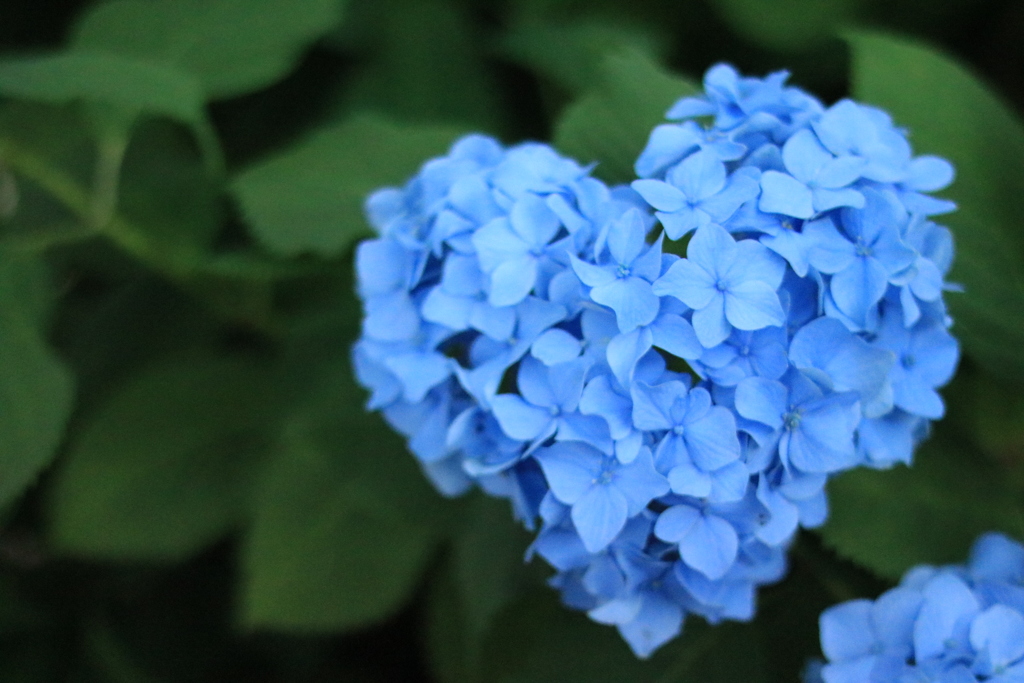 紫陽花