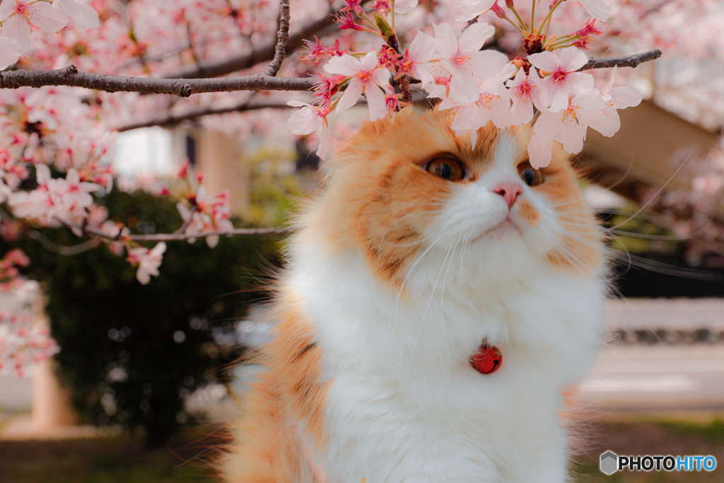 桜猫