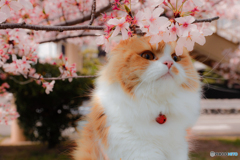 桜猫