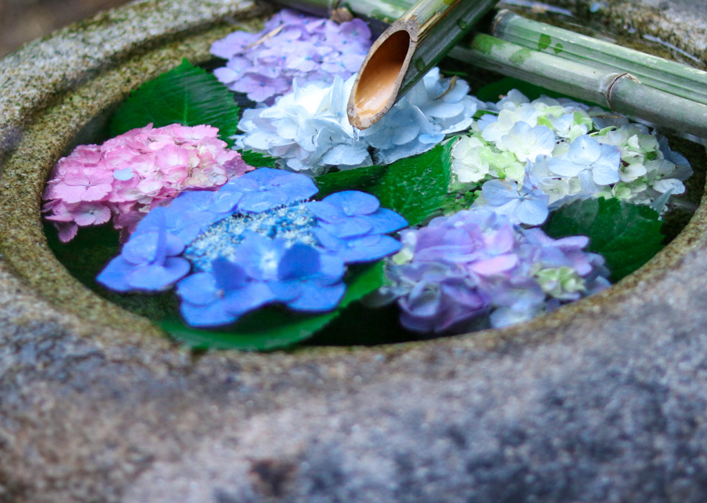 紫陽花