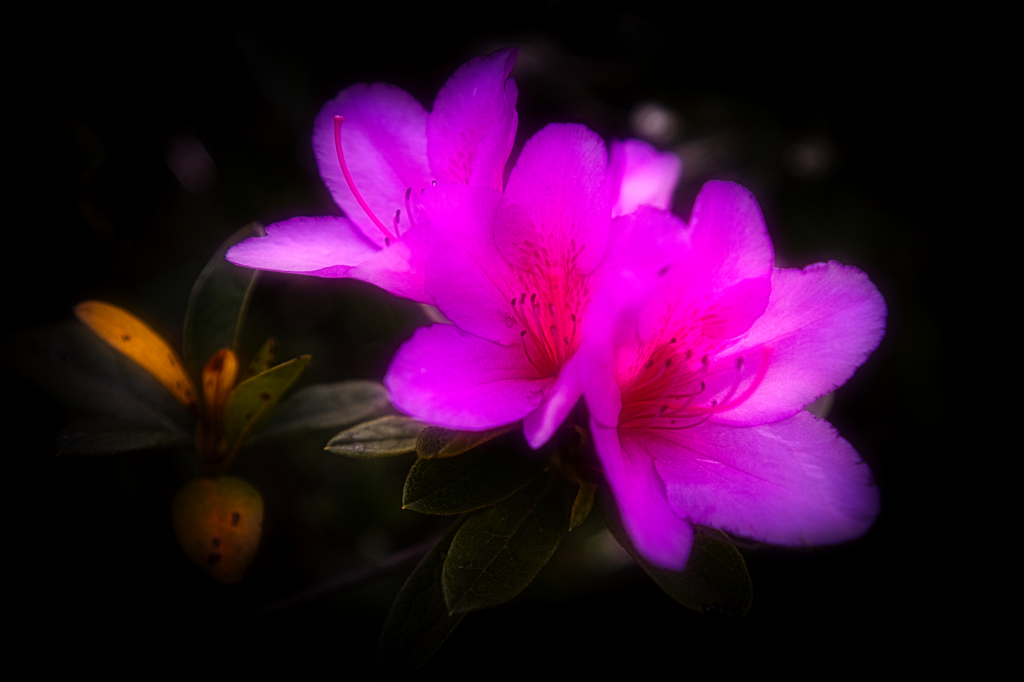 近所の草花（1）